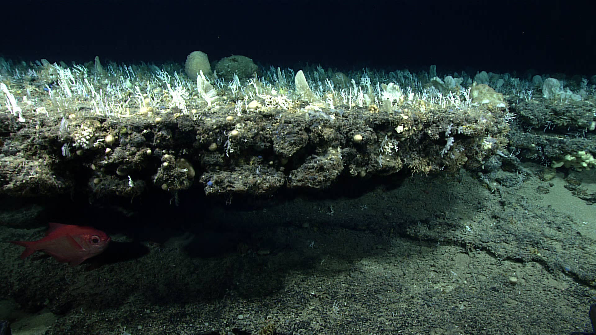 Windows to the Deep 2019